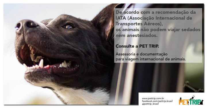 De acordo com a recomendação da IATA, os animais não podem viajar sedados nem anestesiados.