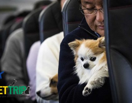 Meu PET pode viajar dentro da cabine do avião?