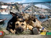 cães em Portugal